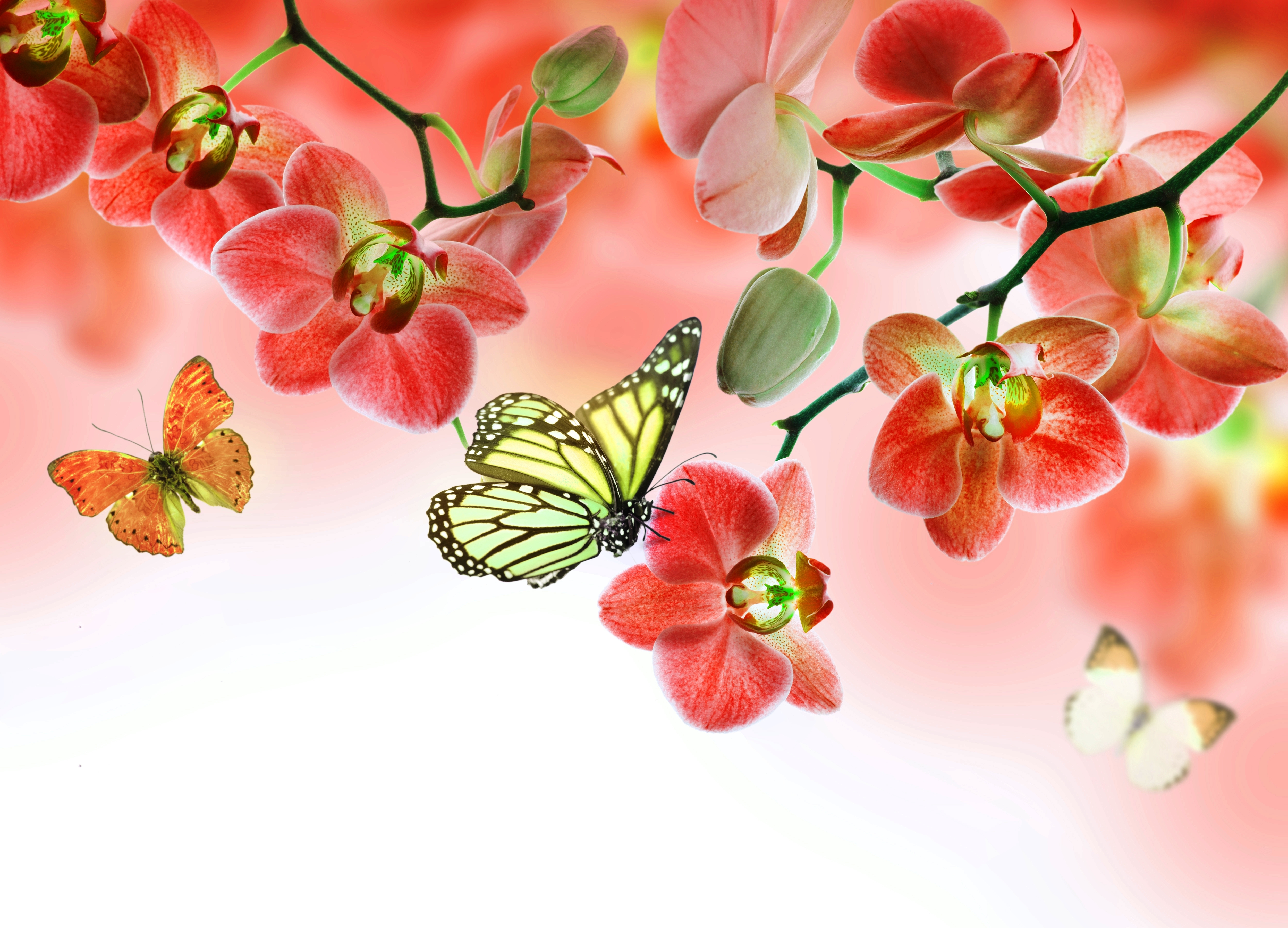 Flowers, бабочки, butterflies, orchid, орхидея, beautiful, цветы