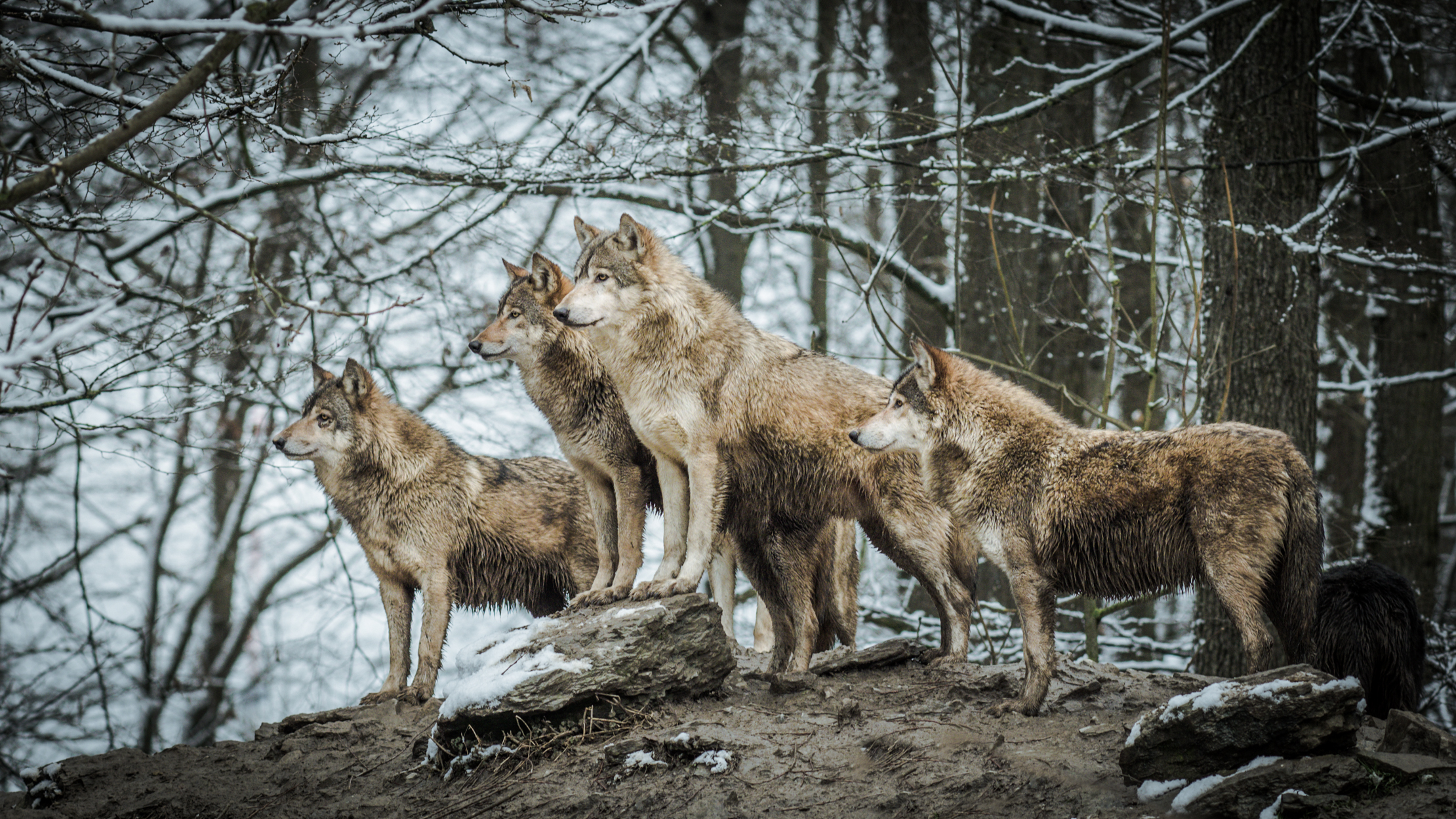 Стая, волки, природа, животные